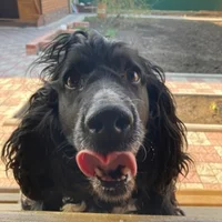 Doctor Frankenhaimer