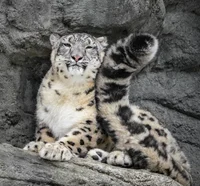 Snow leopard 