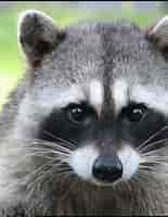 Racoon