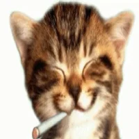 Silly cat
