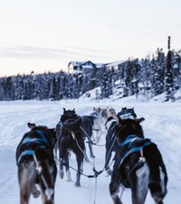 BL - Enemies in Snow