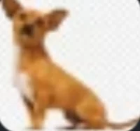 Papi