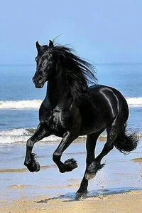 Black Horse