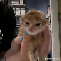 Task force 141-sound