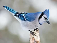 Talking Blue Jay