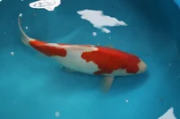 Large koi carp