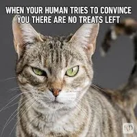 Cats memes god