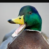 Mallard Ducks