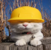 Stupid Cat