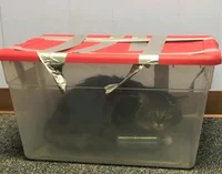 Cat in plastic box