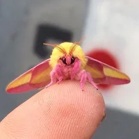 Rose Maple Moth