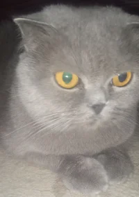 Cat Monika