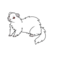 Ferret