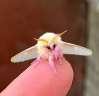 Pet moth
