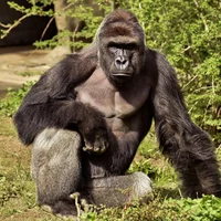 Gorilla 