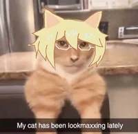 Looksmaxxing catte