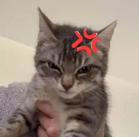 Angry kitty