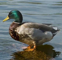 Duck named Tod