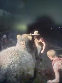 Bear fight