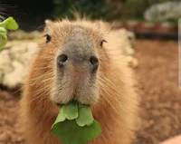 Capybara 