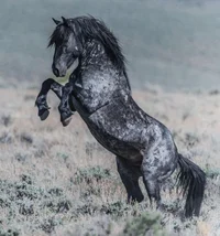 Wild horse 
