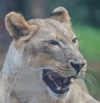Dumb Vicious Lioness