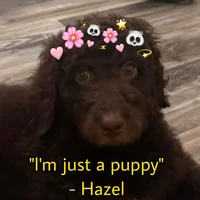 Hazel