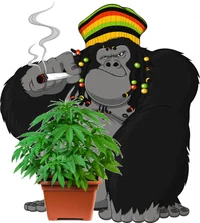 Rasta Gorilla 
