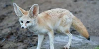 Fennec fox