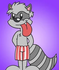 Boxer the raccoon 