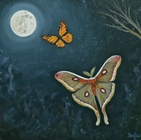 Moth and Butterfly 