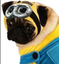 Cute Halloween PUGGY