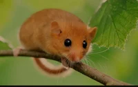 Hazel Dormouse