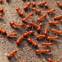 Fire ants 