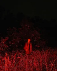 The Forest