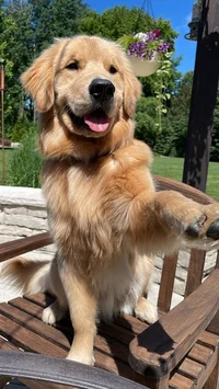 Golden Retriever Boy