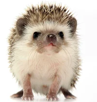 Hedgehog 