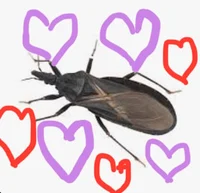 A Kissing Bug
