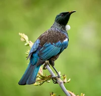 Tui image