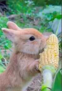 Conejito Color Beige