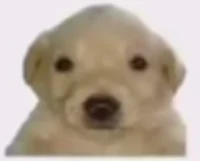 this dog english ver