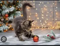 Christmas cat