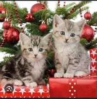 Christmas kittens 