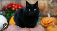 Halloween cat