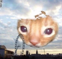 Cat from the sky