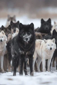 WOLF PACK 