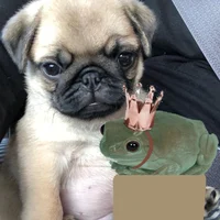 Froggy and doggy 