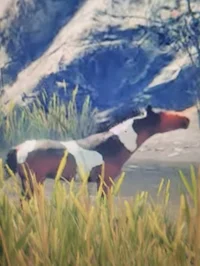 Rare pinto horse