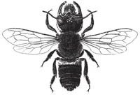 Megachile pluto