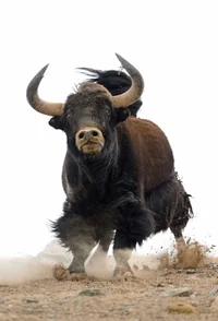 Yak